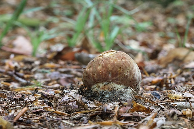 hríb sosnový Boletus pinophilus Pil. et Dermek in Pil.