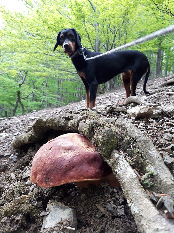 hríb sosnový Boletus pinophilus Pil. et Dermek in Pil.