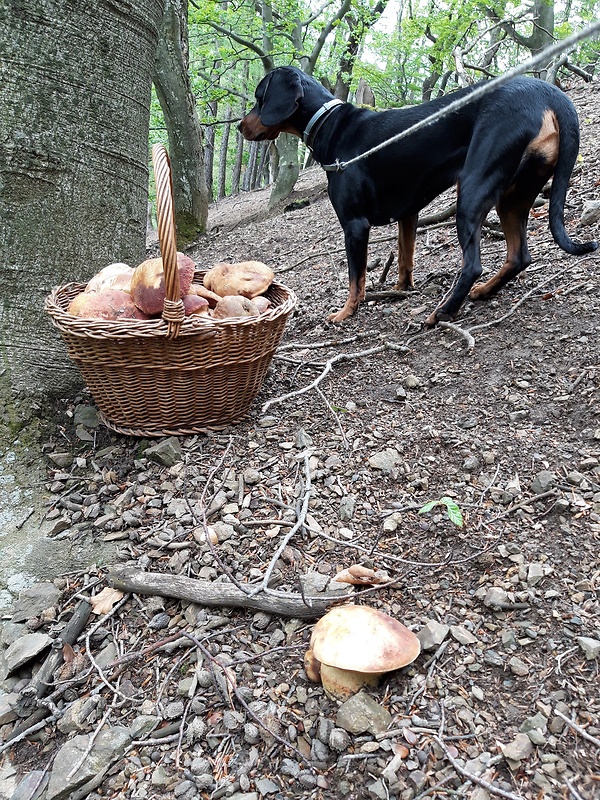 hríb sosnový Boletus pinophilus Pil. et Dermek in Pil.