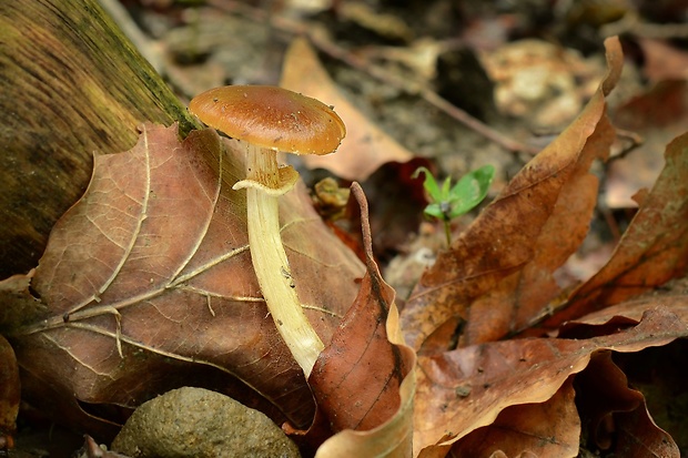 kapucňovec Conocybe aporos Kits van Wav.