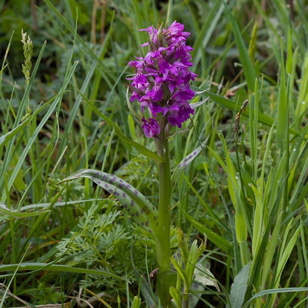 vstavačovec májový pravý Dactylorhiza majalis subsp. majalis (Reincherb.) Hunt & Summerh.