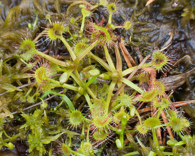 rosička okrúhlolistá Drosera rotundifolia L.