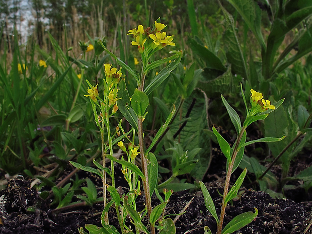 horčičník cheirantovitý Erysimum cheiranthoides L.