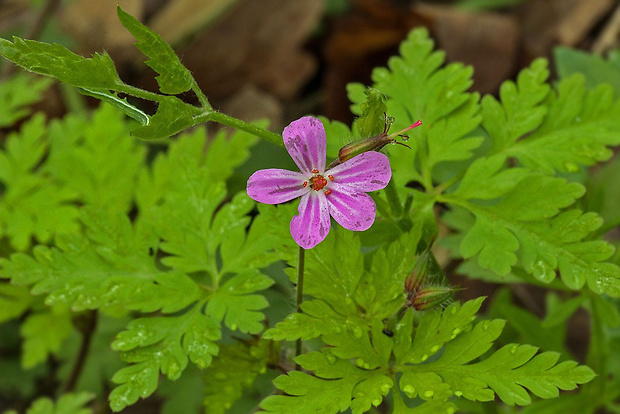 pakost smradľavý Geranium robertianum L.