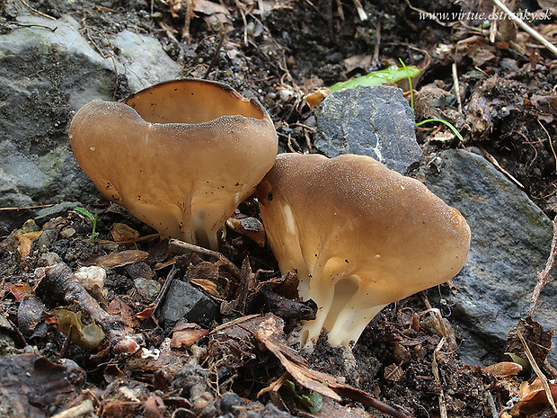 chriapač kalíškovitý Helvella acetabulum (L.) Quél.