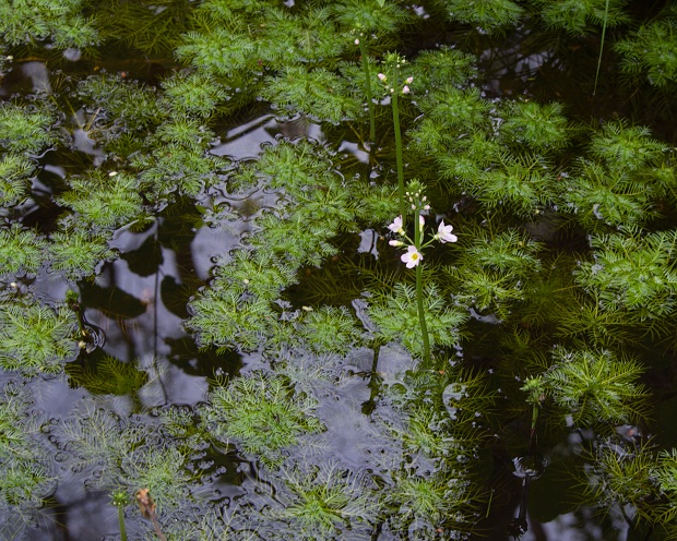 perutník močiarny Hottonia palustris L.