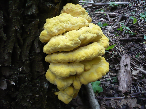 sírovec obyčajný Laetiporus sulphureus (Bull.) Murrill