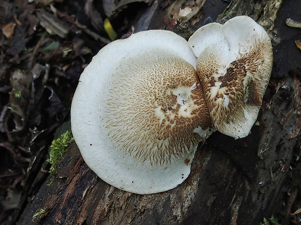 húževnatec tigrovaný Lentinus tigrinus (Bull.) Fr.