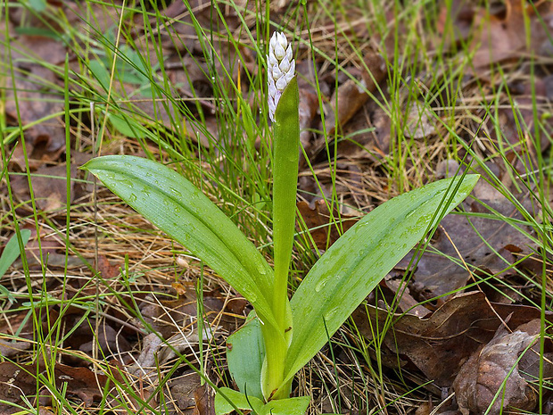 vstavač vojenský Orchis militaris L.