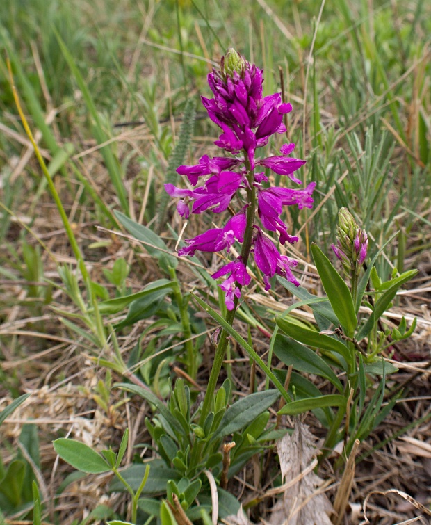 horčinka väčšia Polygala major Jacq.