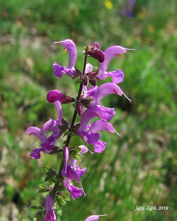 šalvia lúčna Salvia pratensis L.