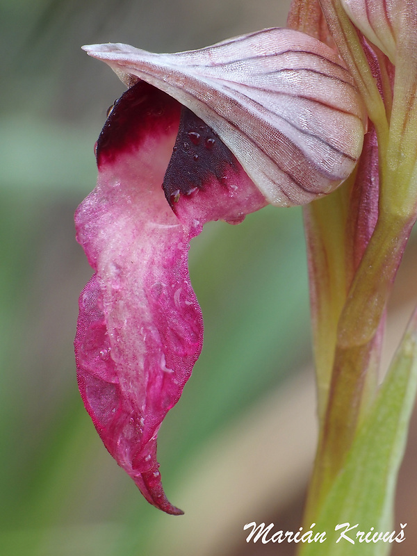 serapias Serapias lingua L.