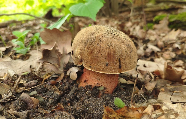 hríb zrnitohlúbikový Sutorius luridiformis (Rostk.) G. Wu & Zhu L. Yang