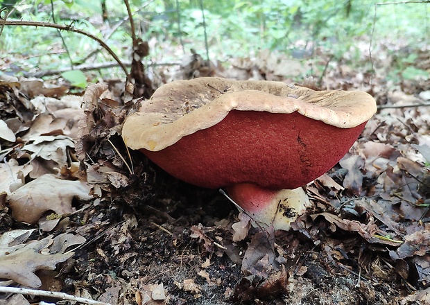 hríb zrnitohlúbikový Sutorius luridiformis (Rostk.) G. Wu & Zhu L. Yang