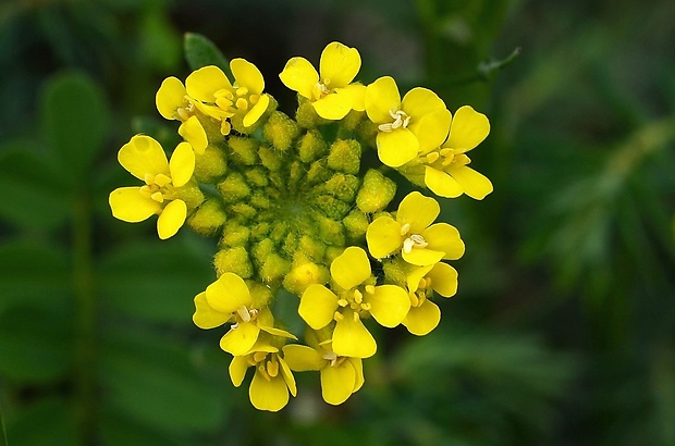 tarica kopcová pravá Alyssum montanum subsp. montanum L.