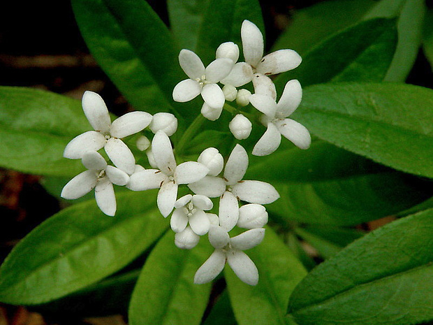 lipkavec marinkový Galium odoratum (L.) Scop.