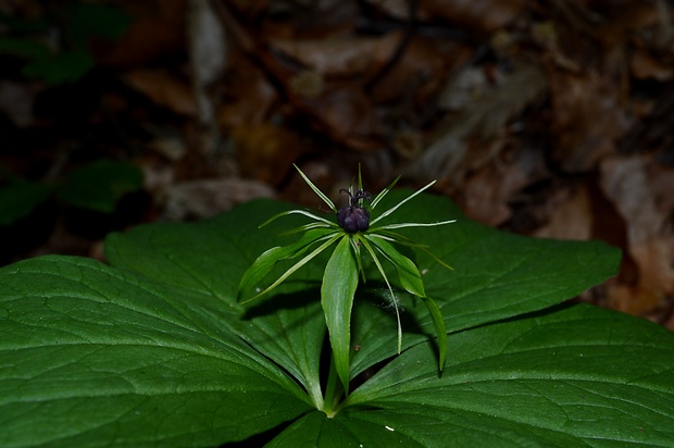 vranovec štvorlistý Paris quadrifolia L