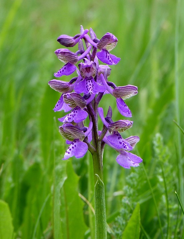 červenohlav obyčajný Anacamptis morio (L.) R. M. Bateman, A. M. Pringeon & M. W. Chase