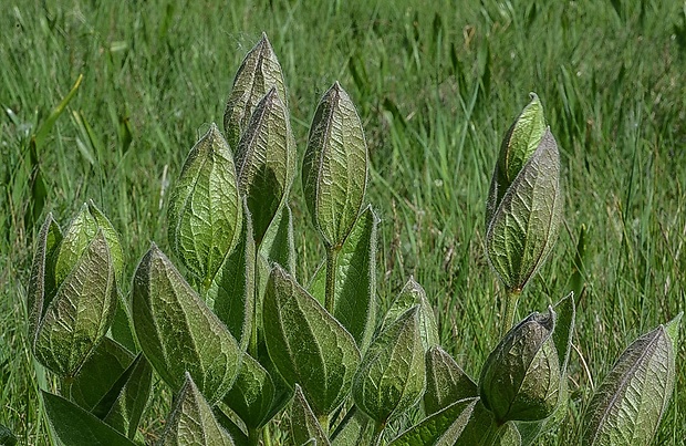 plamienok celistvolistý Clematis integrifolia L.