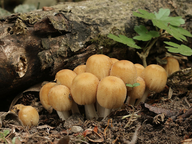 hnojník ligotavý Coprinellus micaceus (Bull.) Vilgalys, Hopple & Jacq. Johnson