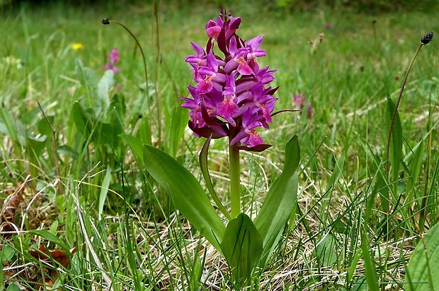 vstavačovec bazový Dactylorhiza sambucina (L.) Soó