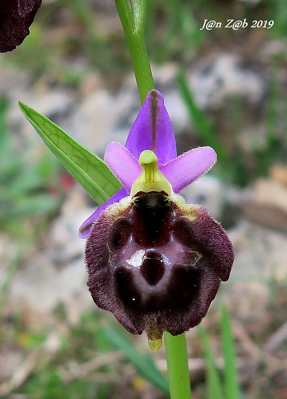 hmyzovník Ophrys argolica subsp. biscutella (O. Danesch &amp; E. Danesch) Kreutz