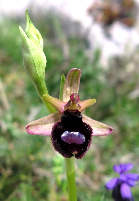 hmyzovník Ophrys bertoloniformis O. Danesch et E. Danesch