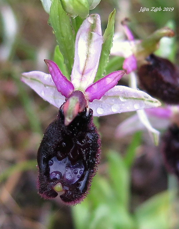 hmyzovník bertoloniho Ophrys bertolonii Moretti