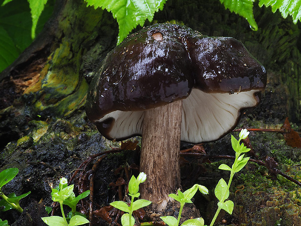 štítovka jelenia Pluteus cervinus (Schaeff.) P. Kumm.