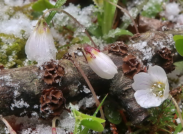 dutinovka lužná Sclerencoelia fascicularis (Alb. & Schwein.) P. Karst.