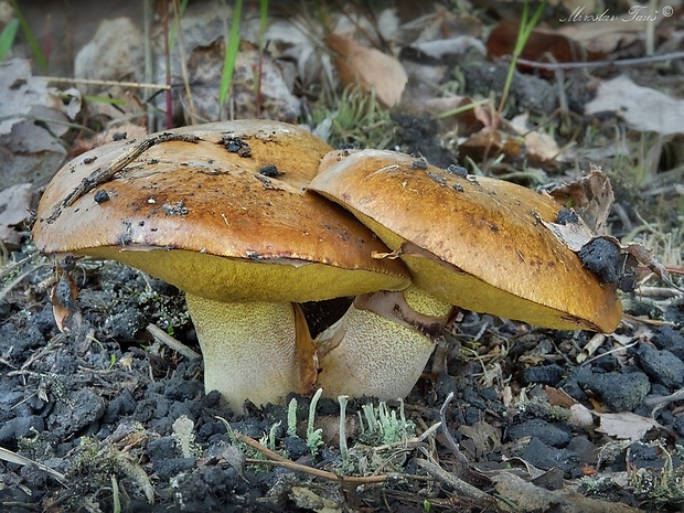 masliak obyčajný Suillus luteus (L.) Roussel