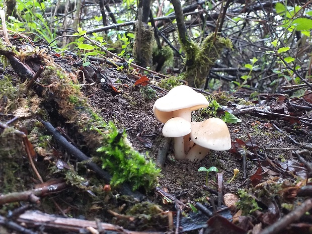 čírovnica májová Calocybe gambosa (Fr.) Donk