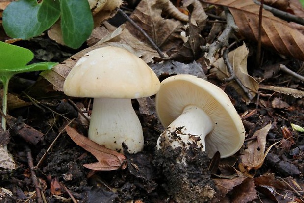 čírovnica májová Calocybe gambosa (Fr.) Donk