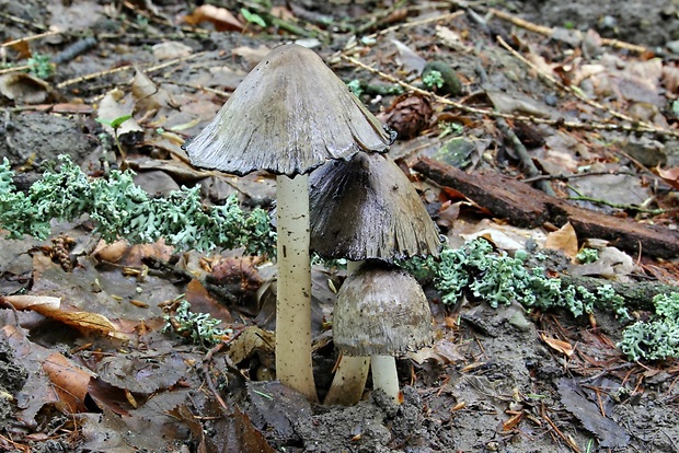 hnojník atramentový Coprinopsis atramentaria (Bull.) Redhead, Vilgalys & Moncalvo