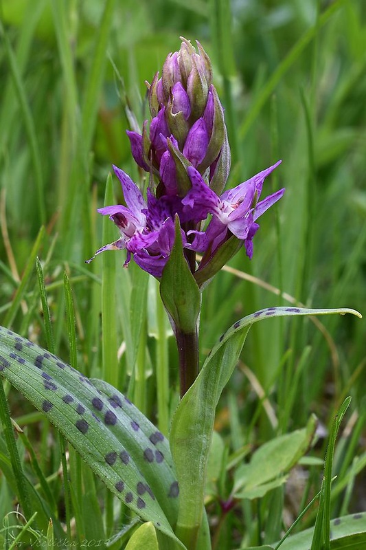 vstavačovec májový pravý Dactylorhiza majalis subsp. majalis (Reincherb.) Hunt & Summerh.