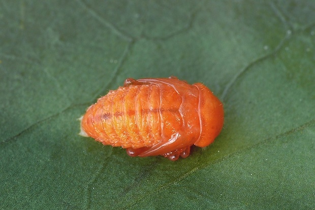 liskavka hlaváčiková (sk) / mandelinka hlaváčková (cz) Entomoscelis adonidis Pallas, 1771