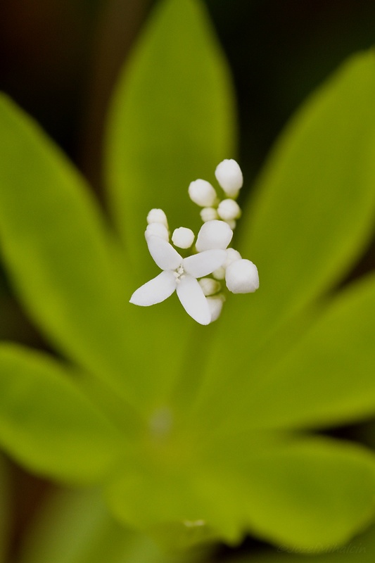 lipkavec marinkový Galium odoratum (L.) Scop.