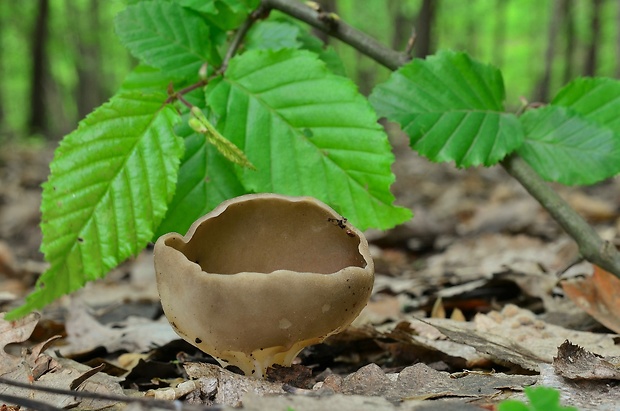 chriapač kalíškovitý Helvella acetabulum (L.) Quél.