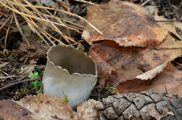 chriapač sosnový Helvella leucomelaena (Pers.) Nannf.