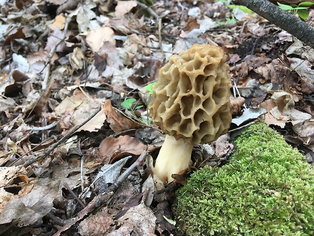 smrčok Morchella sp.