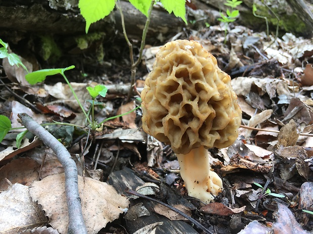 smrčok Morchella sp.