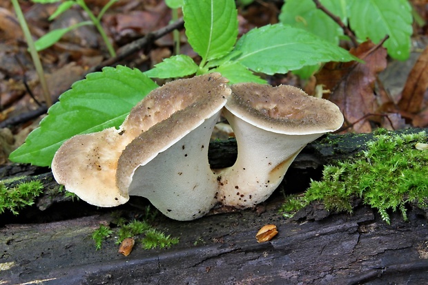 trúdnik hľuzovitý Polyporus tuberaster (Jacq. ex Pers.) Fr.