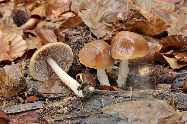 drobuľka Psathyrella sp.