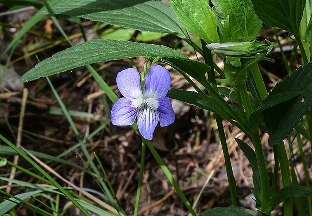 fialka vyššia Viola elatior Fr.