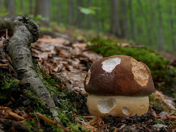 hríb sosnový Boletus pinophilus Pil. et Dermek in Pil.