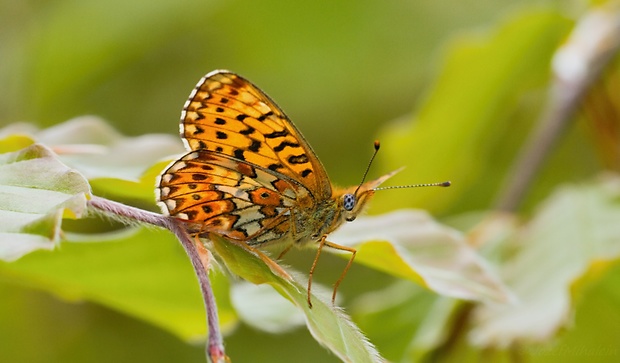 perlovec jahodníkový Boloria euphrosyne