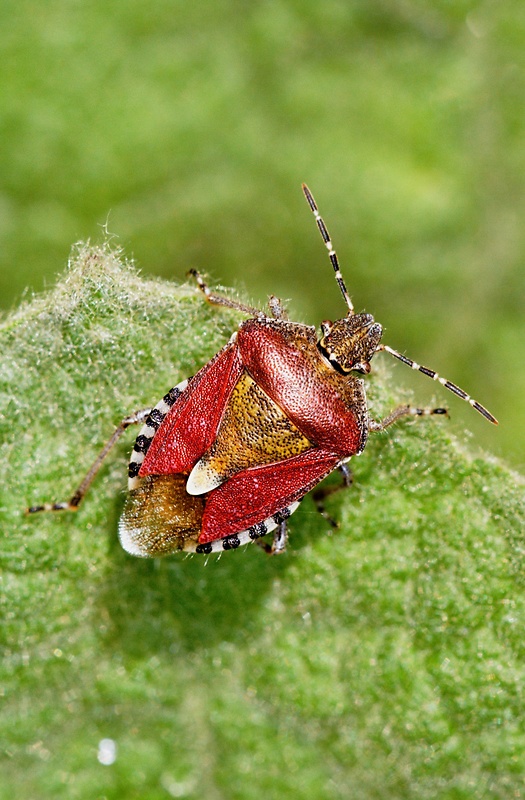 bzdocha obyčajná Dolycoris baccarum