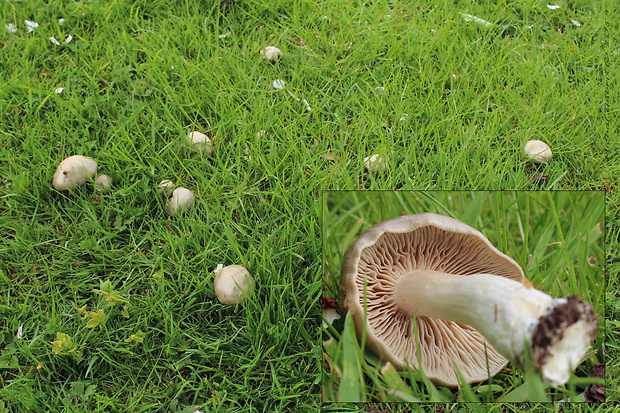 hodvábnica jarná Entoloma clypeatum (L.) P. Kumm.