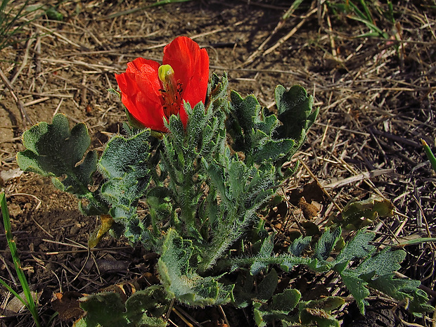 rohatec rožkatý Glaucium corniculatum (L.) Rudolph