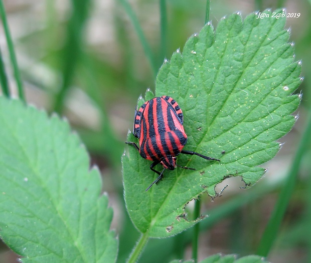 bzdocha pásavá Graphosoma lineatum